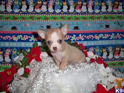Chihuahua Puppies for Sale